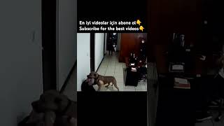 PITBULL ATTACKS OWNER animals dogs dog pet pets pitbull youtubeshorts youtuber shorts fyp [upl. by Dahlstrom]