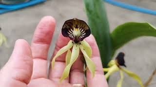 Prosthechea cochleata A Exótica Orquídea Negra do Belize  The Exotic Black Orchid of Belize [upl. by Milurd]