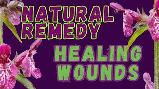 Natural remedy  hedge woundwort  wound healing  first aid This plant stops bleeding [upl. by Aivatnahs]