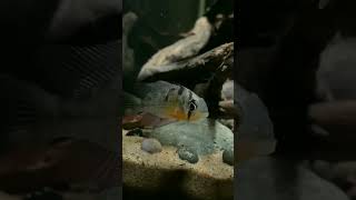 இதுதான் Bolivian ram cichlid aquariumfish shorts ytshorts youtubeshorts [upl. by Ahsaret]