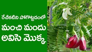 Uses of avisa Sesbania grandiflora  tree  అవిసె చెట్టు యొక్క ఉపయోగాలు  Navat Tv [upl. by Eastman]