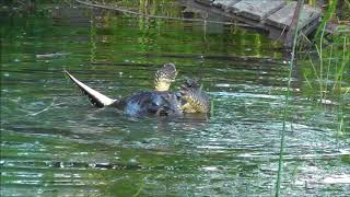 River Otter vs Snapping Turtle warningdisturbing content [upl. by Merrile]