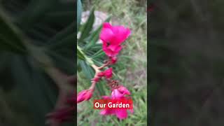 Lovely Flowers of our Garden shortvideos funnyvideos trending trendingshorts ytshorts yt [upl. by Akli]