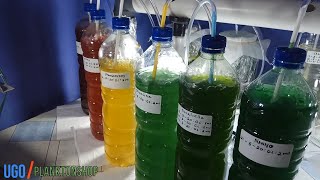 Kultur Phytoplankton Kandungan Gizi Tinggi [upl. by Enenaj]