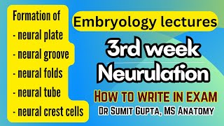 Neurulation  Formation of neural tube  General embryology [upl. by Vivianna]