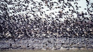 Sandhill Cranes Migration [upl. by Jeanine]