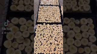 Dehydrating banana banana chips [upl. by Nnasor577]