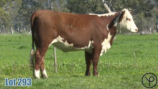 Lot 293 Yarram Flossie U080 [upl. by Eachelle884]