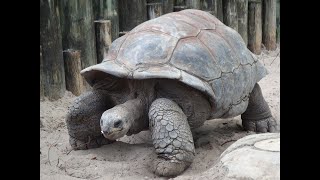 Huge Tortoise in Nehru Zoological Park in Hyderabad  Hyderabad Zoo [upl. by Anelys653]