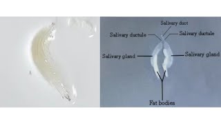 Salivary glands dissection of 3rd instar Drosophila sp larva [upl. by Rehportsirhc]