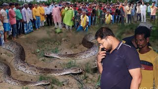 यकीन मानिए रसल वाइपर के साथ हुआ अद्भुत नजारा जिसे देखकर गांव में हुई भीड़ [upl. by Valeta559]