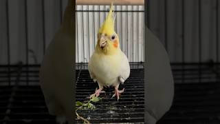 cockatiel birds pets parrot cockatielbird cockatielsinging cockatielsound ytshorts shorts [upl. by Chabot]