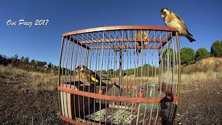 GOLDFINCH SINGING in a Cage and Attracting Other Goldfinches [upl. by Mutat67]