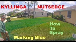 Kyllinga Nutsedge Battle  Back Pack Sprayer How To [upl. by Nickles209]