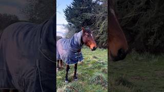 delmarvalife oldorchardbeach newzeland horse horserider beachlife countryside [upl. by Novyak]