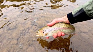 Chasing late summer trout on the fly in Montanas Blackfoot river valley day 2 [upl. by Batha]