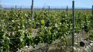 Wine Making and the Zonda Wind Mendoza Argentina [upl. by Maximo]