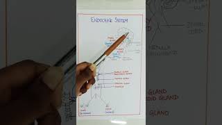 GLANDS IN ENDOCRINE SYSTEM medmessenger tamil endocrinesystem endocrinegland [upl. by Adigirb145]