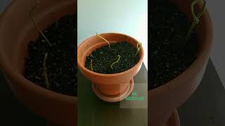 How To Plant Avocado Seed POTTING 6 Avocado Seeds [upl. by Hardman]