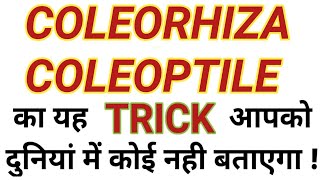 COLEORHIZA and COLEOPTILE COLEORHIZAandCOLEOPTILE trick [upl. by Ennaecarg444]