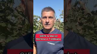 Siepe amp Merlot Merlese e Trebbiano romagnolo [upl. by Havens]