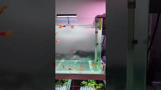 গিয়েছিলাম Exotic Fish কিনতে🐟☘️ aquarium aquariumfilter minifishtank fish rainbowfish fishtank [upl. by Ayal]