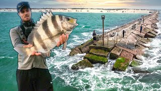 Fish That Dominates Spring Break Jetties  the Issue with Spring Break [upl. by Evelin834]