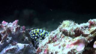 Living Together  A guide to symbiosis on coral reefs [upl. by Ennaegroeg409]