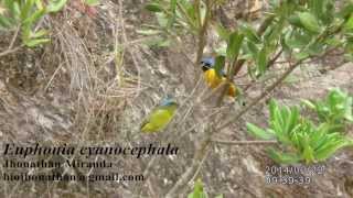 Euphonia cyanocephala  Goldenrumped Euphonia [upl. by Alyn]