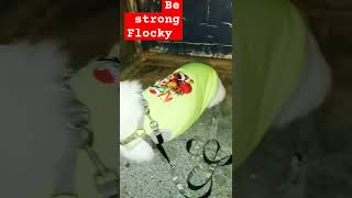 Flocky had epilepsy seizure disorder on the street 😭dog pets [upl. by Onitnatsnoc]