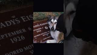 Dog crying at her owners grave😢 [upl. by Yorker]