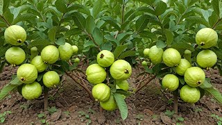 🌿Grow Guava Tree FAST with These Pro Tips Best Ideas for Growing Guava Tree guava live [upl. by Aneeras]