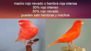 Emparejamiento canarios factor rojo [upl. by Lusty]