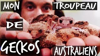 MON TROUPEAU DE GECKOS AUSTRALIENS  TOOPET [upl. by Galvin]