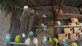 Budgie Sounds 2 hours 30 minutes HQ  Relaxed Parakeets  July282019 [upl. by Busch]