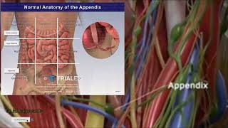 appendix anatomy full explanation part 1 viralvideo medical [upl. by Inoliel54]