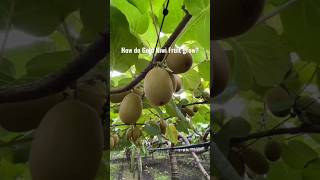 New technique for growing kiwi plant kiwi kiwigreen farming viral garden shorts [upl. by Cirnek]