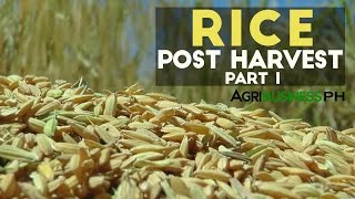 Rice Post Harvest Part 1  Rice Post Harvest Technology Solutions  Agribusiness Philippines [upl. by Whitelaw]