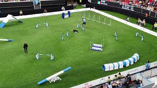 BRICK Nicola Giraudi Large Agility AWC 2019 [upl. by Adnohr]