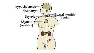 The Endocrine System Song by Peter Weatherall [upl. by Neeluj]