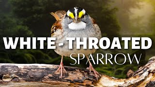 The Whitethroated Sparrow  Adorable Songster of the North [upl. by Herbst]