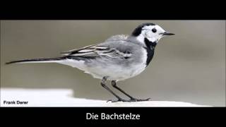 Die Bachstelze [upl. by Nnaeus354]