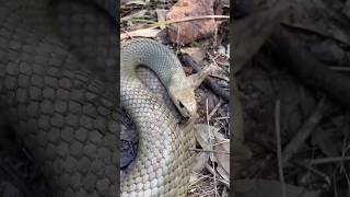 Survival skills First aid for snake bites🐍camping survival bushcraft outdoors [upl. by Ehrenberg]