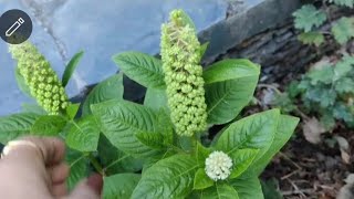 pokeweed plant [upl. by Fairfax226]