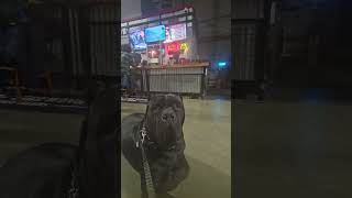 canecorso corso dog americanbully shortvideos trending fyp foryou foryoupage brewery bars [upl. by Mitchiner]