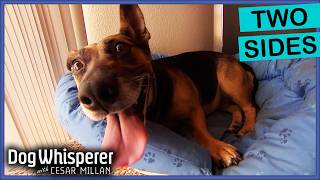 Cesar Helps A Tense Corgi Find Her Outlet  S4 Ep 17  Dog Whisperer With Cesar Millan [upl. by Ridglea]