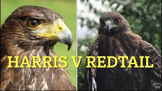 FALCONRY Harris’ hawk v Redtail hawk a brief comparison [upl. by Poirer]