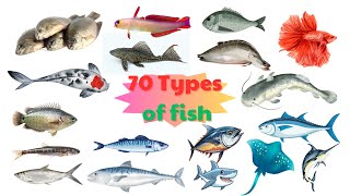 Under the Sea Discovery Meet 70 Fish in English [upl. by Airamas]