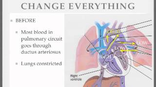 Fetal Circulation 5 [upl. by Grimona]