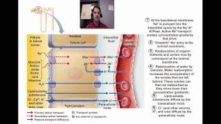 Tubular Reabsorption and Secretion [upl. by Ymmas]